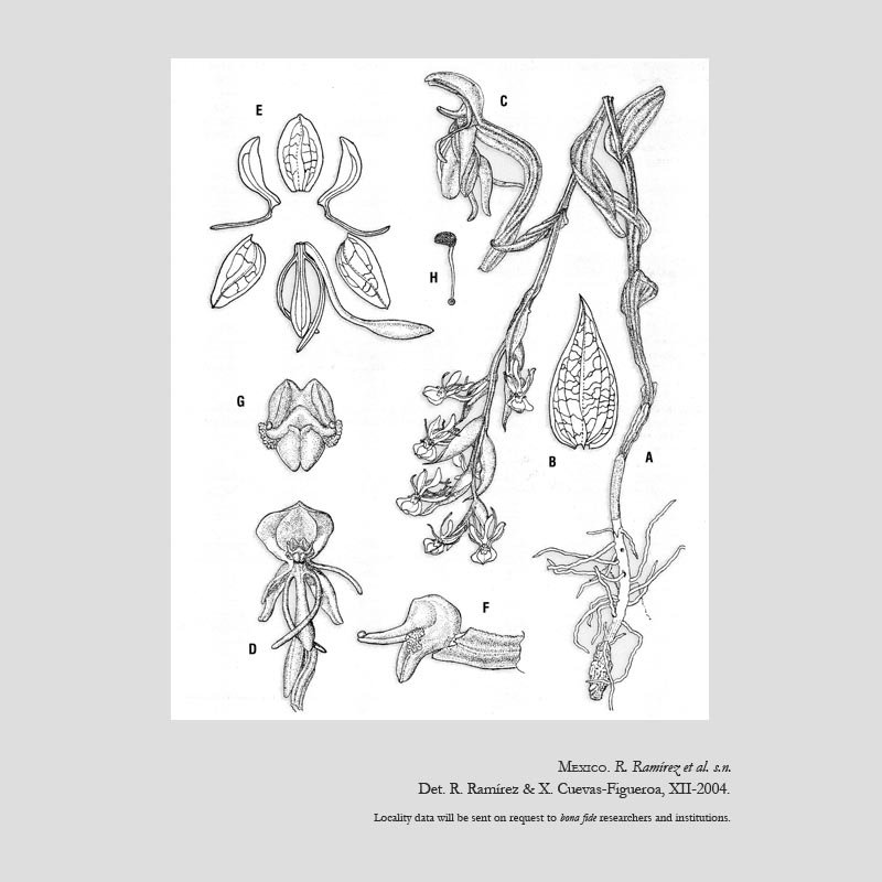 Habenaria jardeliana